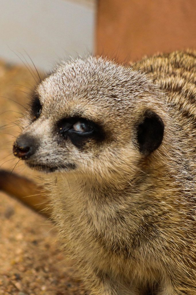 Meerkat Dubbo Zoo 1