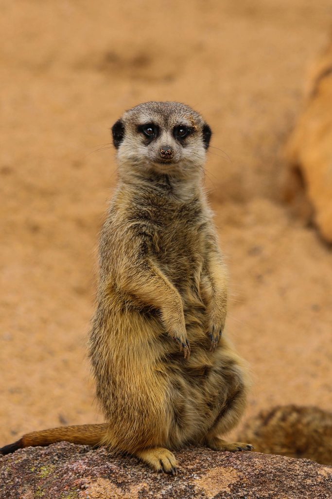 Meerkat Dubbo Zoo