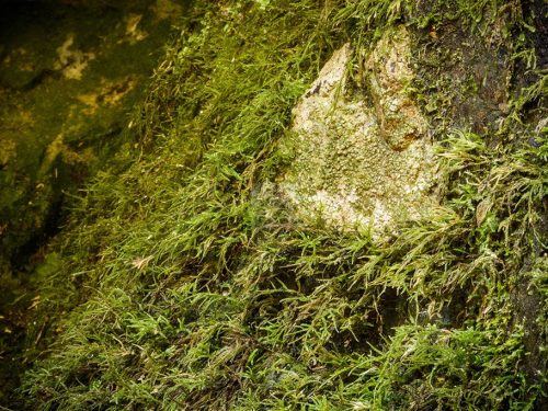 Texture Moss Coffs Harbour