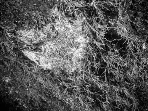Texture Moss Coffs Harbour black and white